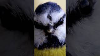 L'acrobate bleue ! #oiseaux #oiseauxdujardin L'acrobate bleue ! #oiseaux #oiseauxdujardin