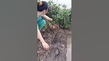 Đặt lợp cá lóc mùa nước nổi tập 9 #xuhuong #xuhuongyoutube #321shorts #shorts