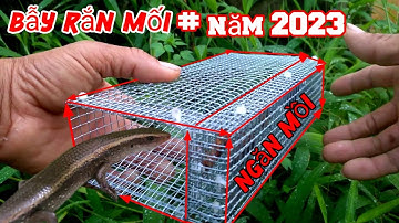 TEST  & cận cảnh rắn mối vào bẫy 100% cam kết bắt sạch rắn mối.
