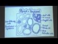 4) Dr. Jihan 21-12-2014  [Suprarenal Gland-  Thyroid Gland - Parathyroid Gland ]