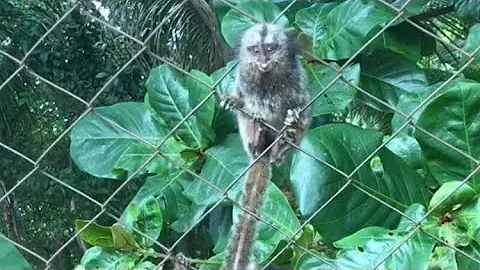 Como atrair um macaco?