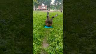 Back Hand Stand Up Back Flip Nikhil Yadav Home Workout Nikhil Yadav Official2 Fitness