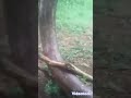 7тШЖtea Hasalina Nina Nona Nina Wana Toka Tara Hawa Shamane Ahnmal Dua 7тШЖtea Hasalina Nina Nona Nina Wana Toka Tara Hawa Shamane Ahnmal Dua