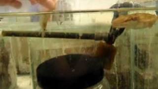 Cuttlefish feeding