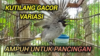 Suara Kutilang Gacor VARIASI ampuh untuk pancingan & masteran pikat kutilang liar!..