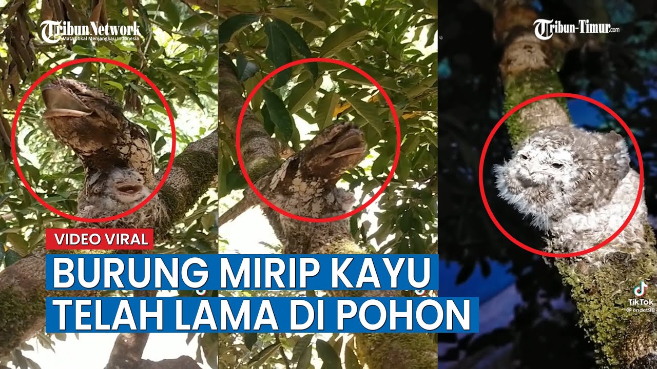 5000 Gambar Burung Di Pohon HD
