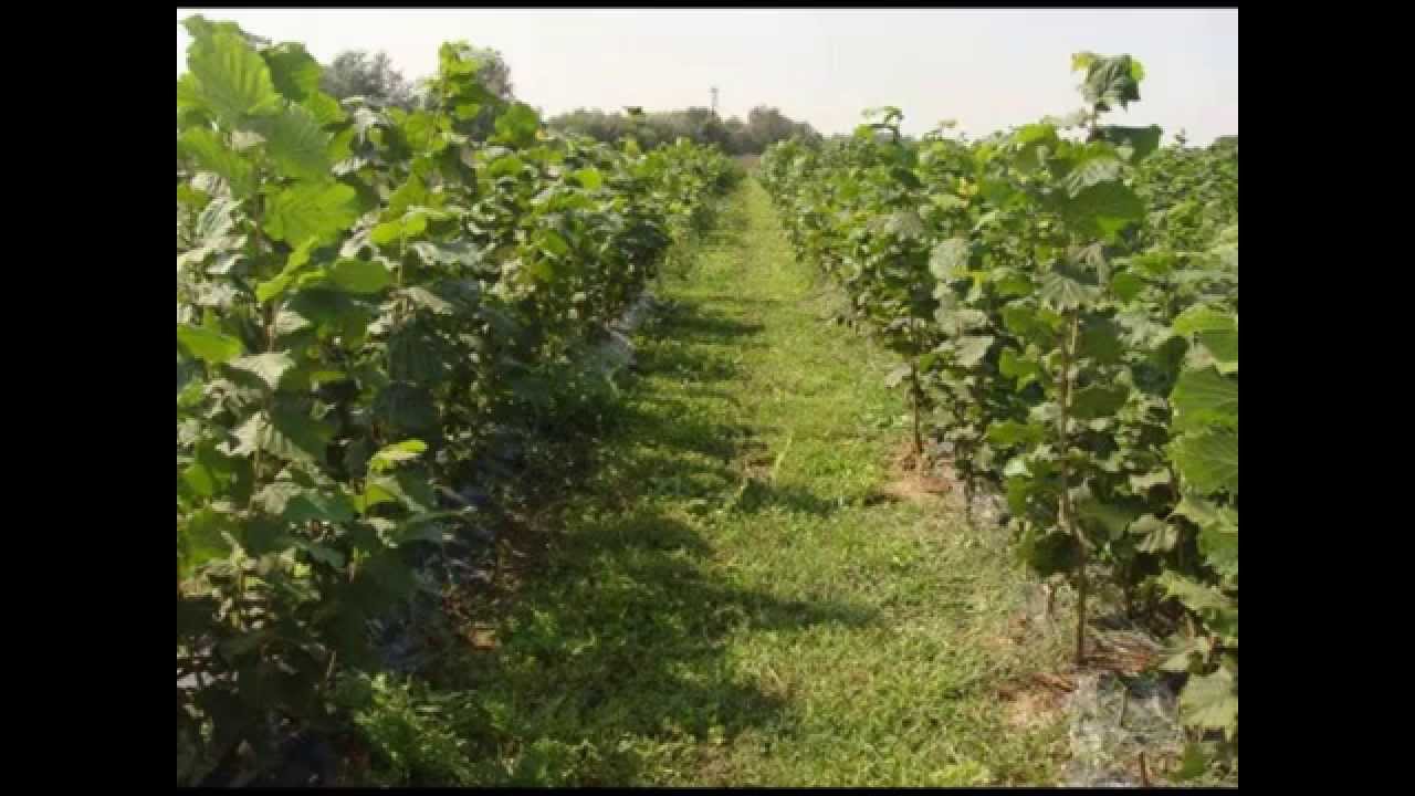 Fındık Topladım, Fındık (Kırcaali Pazarı) - Müminali Müminali