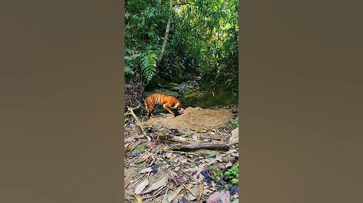 The tiger attacked and dug up the ground to eat people in the forest part14 #shorts - DayDayNews