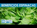 8 Propiedades y Beneficios de las Espinacas | QueApetito