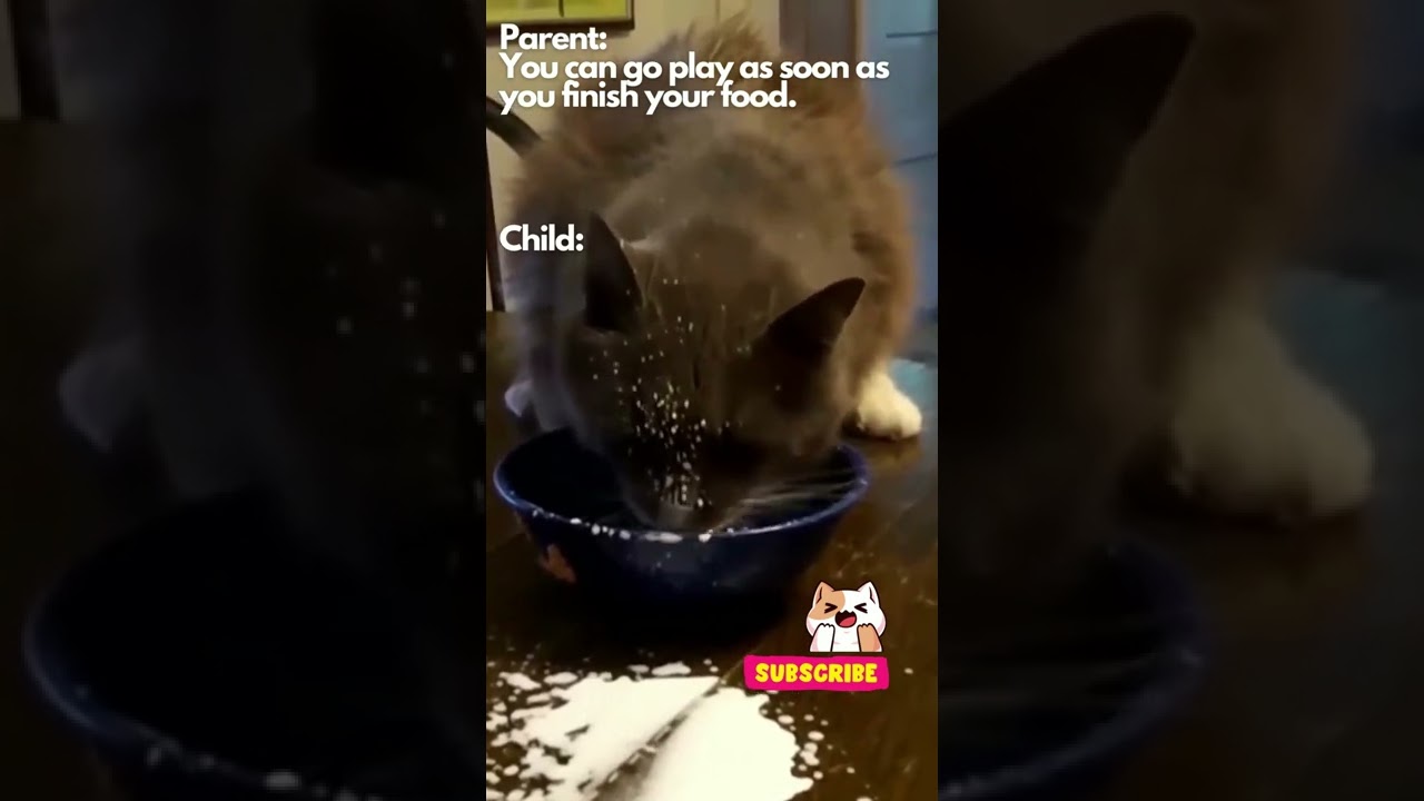 Kitty drinking and spilling milk Funny Cat Video 