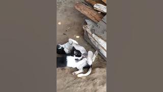 Cat doing oral sex on a dog