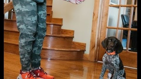 CHARGING the Clicker CLICKER Training with your Puppy (Video 2)