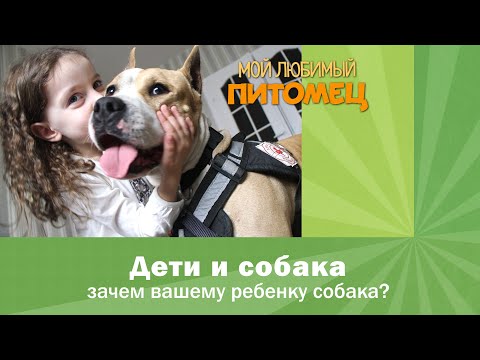Видео: ЗАЧЕМ РЕБЕНКУ СОБАКА: 5 причин почему ребенок должен расти с собакой.