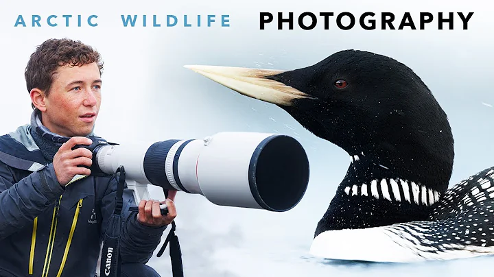 7 days of WILDLIFE PHOTOGRAPHY under the MIDNIGHT SUN | Adventures in Arctic Norway thumbnail