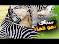 سافانا افريقيا جفاف النهر وسباق الحيوانات نحو الماء وثائقي
