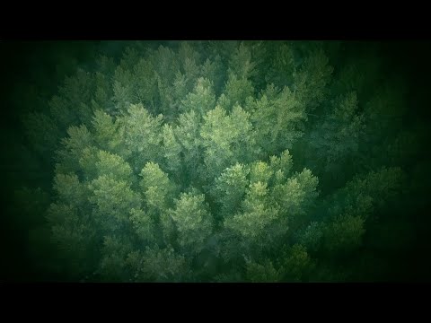 ERIK WØLLO : PEACEFUL MIND