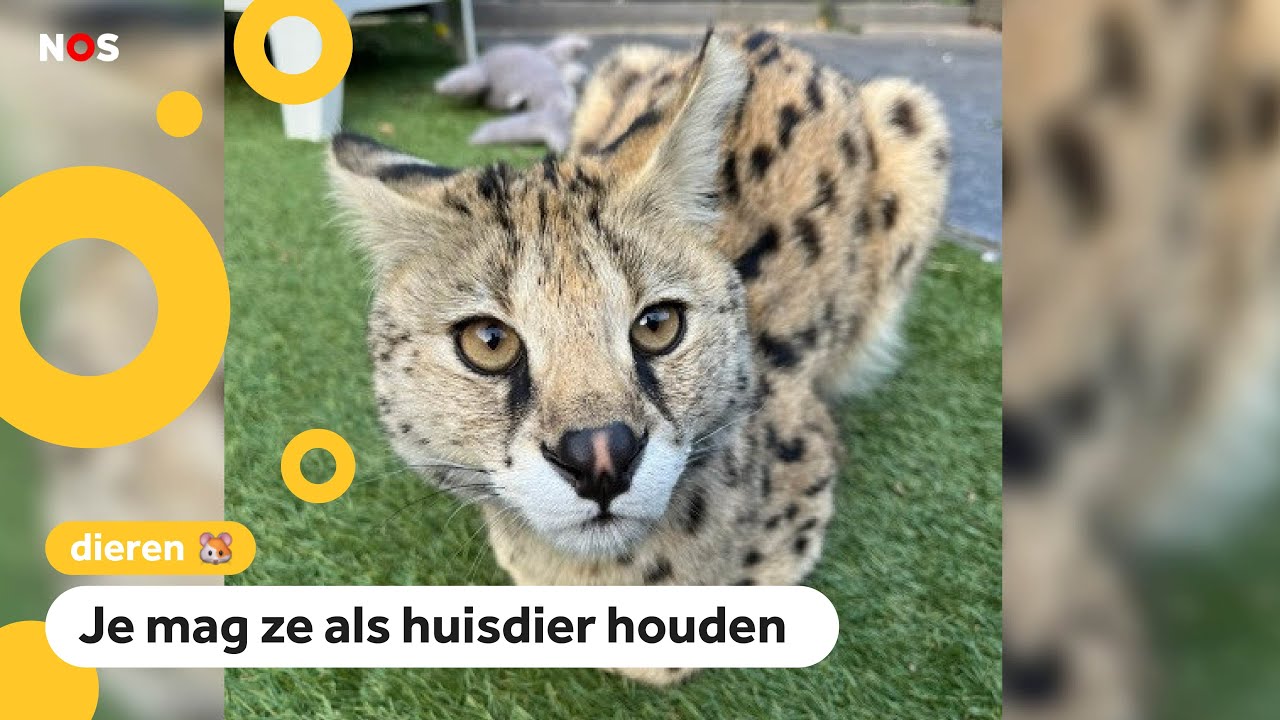 leren per ongeluk kopen Zoektocht naar serval (grote wilde kat) in Hilversum - YouTube