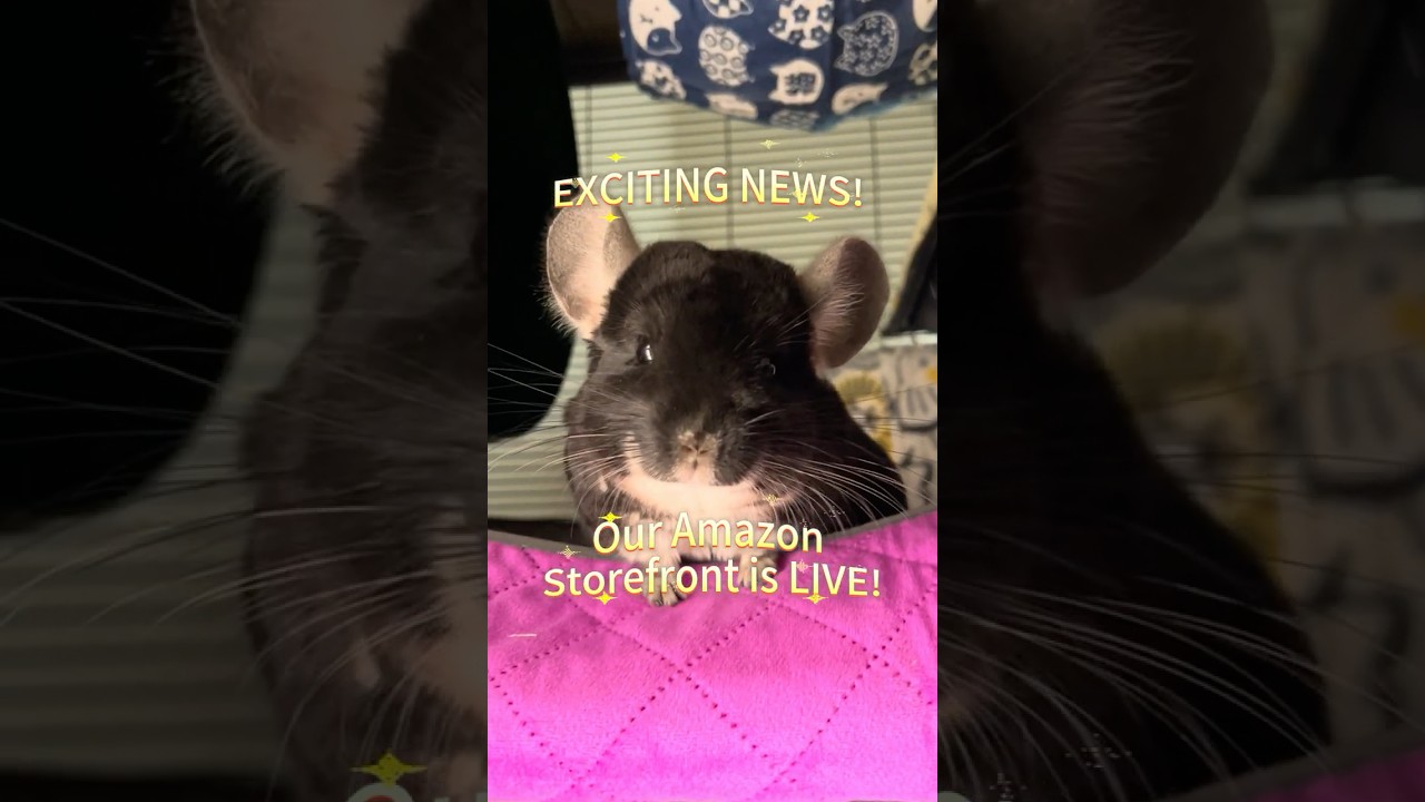 5 Chinchillas APPROVED These Amazon Products!  