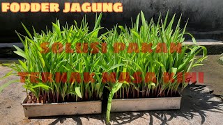 EASY WAY TO MAKE CORN FODDER || TODAY'S ANIMAL FEED SOLUTION