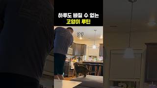하루도 빠질 수 없는 고양이 루틴