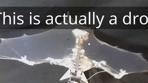 new bat robot for disaster zones in 5 years