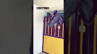 sire __ late legend stallion _ Mourya of toofa. 🚩❣️ #follow #horse #viral