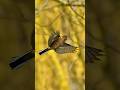 Robin Flying SlowMotion   Wincent   hIEDb #bird #nature #wildlife