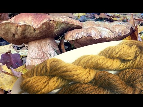Natural Dyeing with Porchini Mushrooms I Boletus edulis