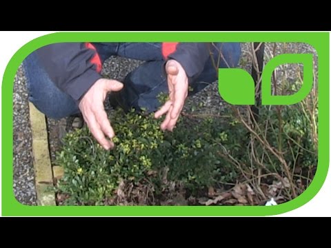 Video: Anbau Von Preiselbeeren In Vorstadt- Und Gartengrundstücken