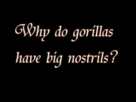 Video: Why do gorillas really have big nostrils