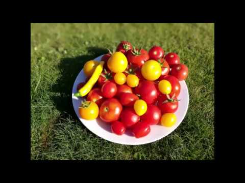 Video: Tomater: Dyrking Og Omsorg