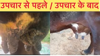 Treatment of mastitis l Fungal mastitis l Anorexia l dr umar khan