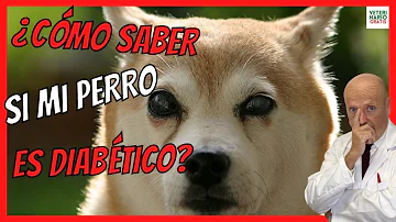 ¿Cómo comprueban los veterinarios si los perros tienen diabetes?