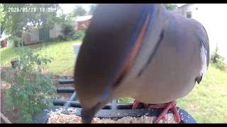 Doves making strange sounds