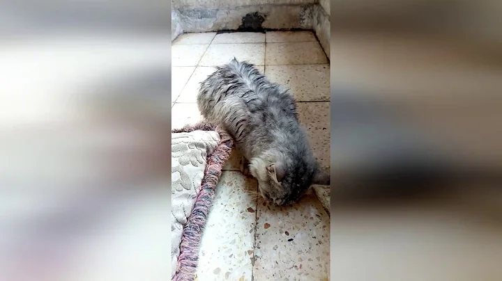 Video 11044961: cat breed, somali cat, beautiful cat, cat house