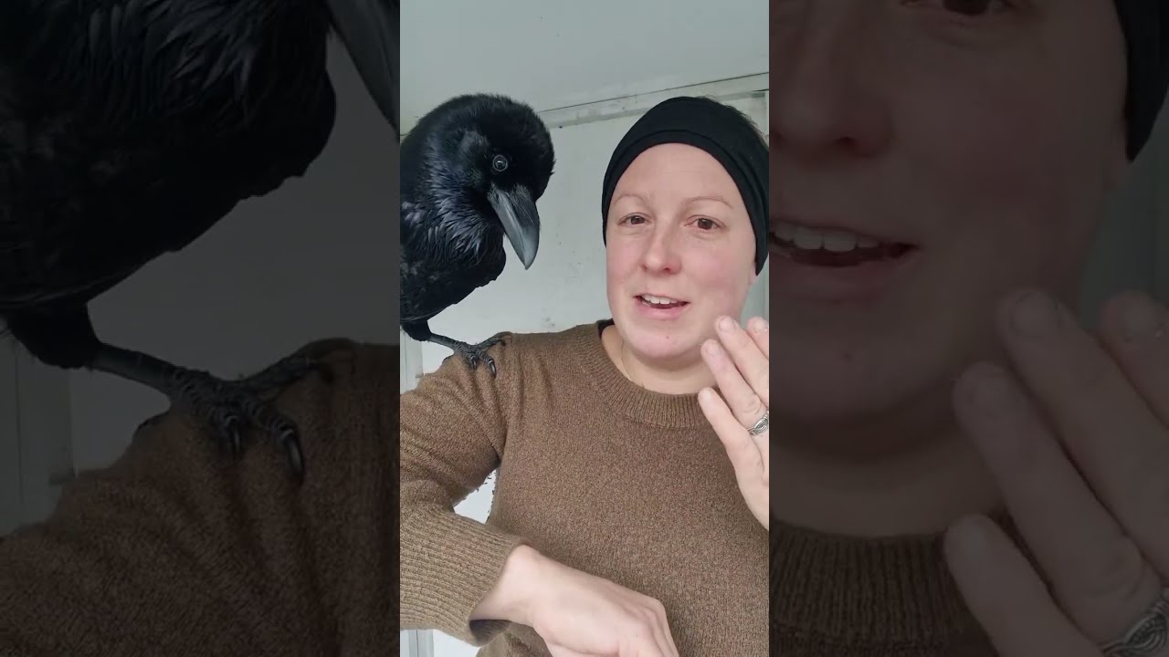 Can I pet that raven 🥹✨️🐦‍⬛