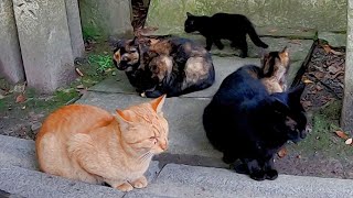 【三角関係を幸せに暮らす猫たち】The cats live happily in a love triangle