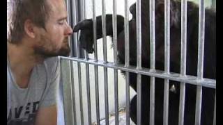 Chimpanzees Matthew & Rosie Playing Part 1 Of 2