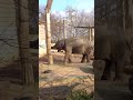 Calm Elephant 🐘 | Wrocław Zoo Poland #shorts