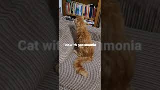 Cat pneumonia