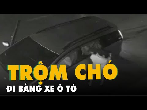 Đi ô tô bắn điện trộm chó ở Củ Chi trong 20 giây