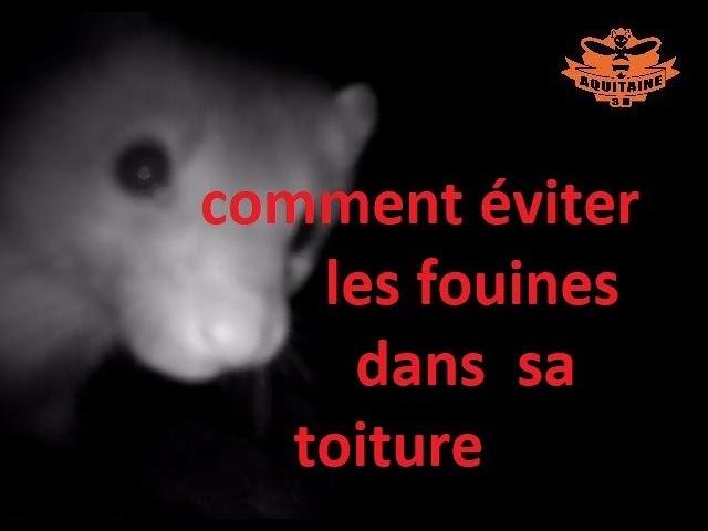 Meilleur Piege à fouine comment la capturer