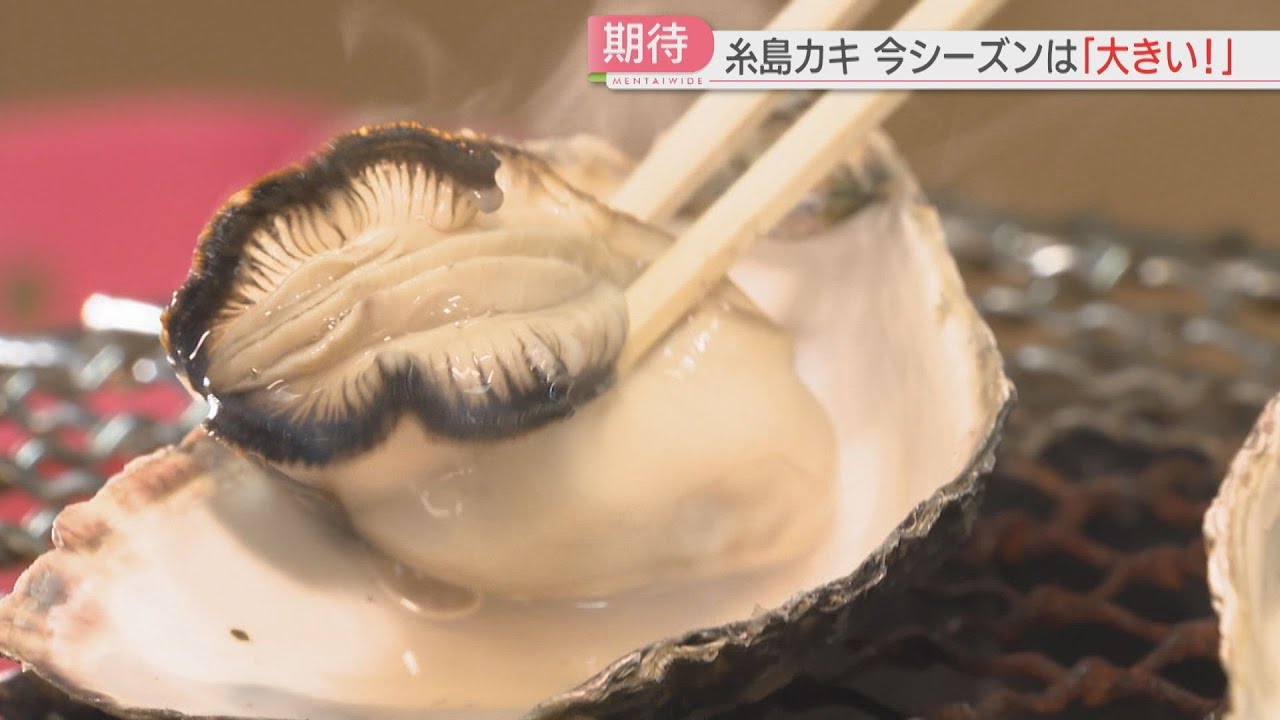 【期待】「糸島カキ」今シーズンは「大きい」カキ小屋が続々オープン「おいしく食べて」福岡