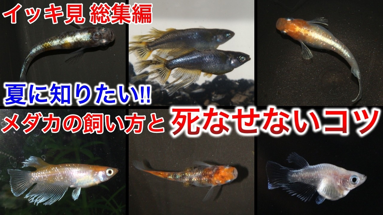 めだか飼育に如何ですか⁉️ メダカ飼育の始め方〜めだかを死なせない為に絶対に知っておきたいこと
