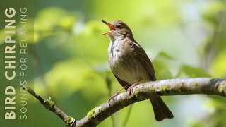 Birds Sound (No Music) 24 Hours of Beautiful Bird Relaxing, Nature Sounds Heal and Restore