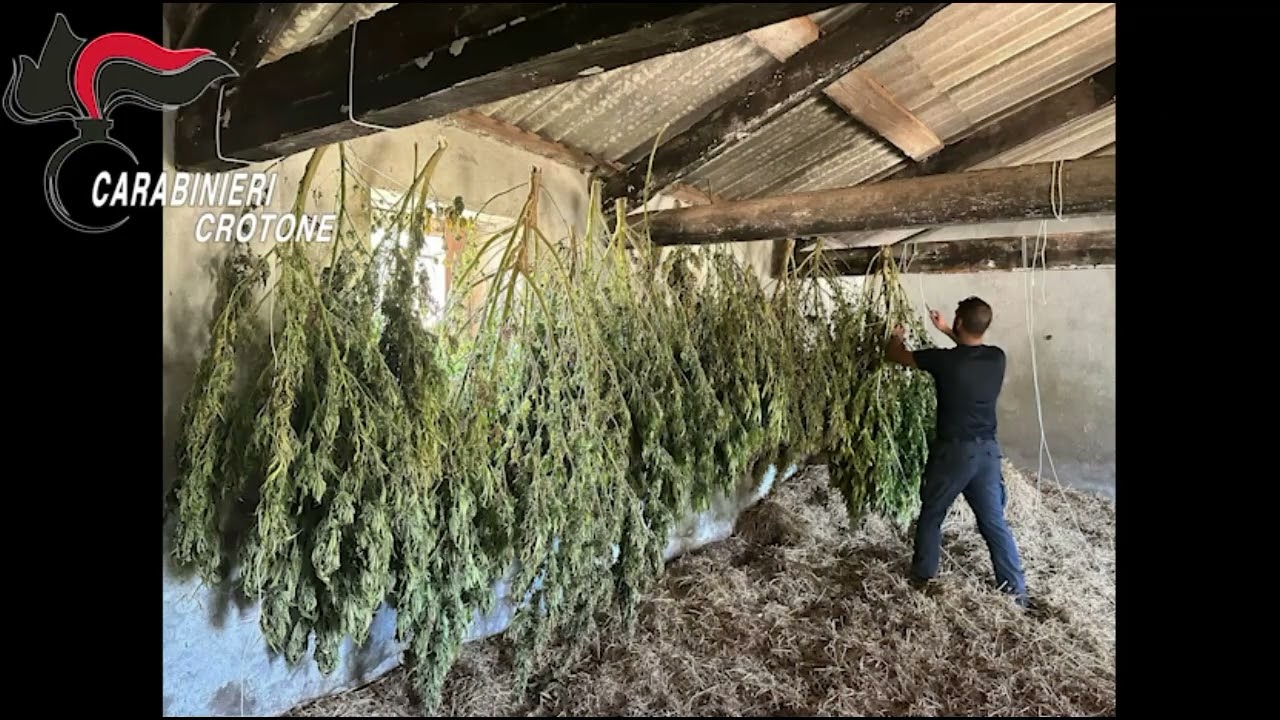 Maxi piantagione di marijuana scoperta a Isola Capo Rizzuto