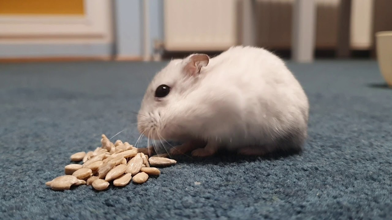 Семечки хомячок. Джунгарский хомячок. Dwarf Hamster. Джунгарский хомячок в костюме Супермена. Hamster Song.