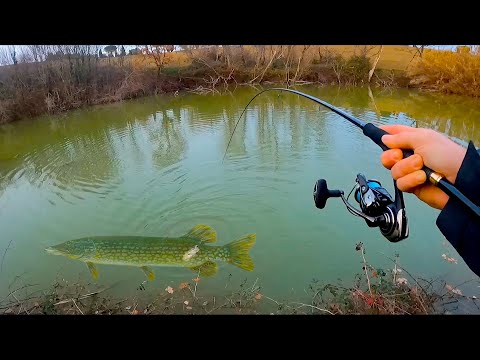 Video: Riesci a pescare il branzino?