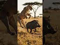 Lion Fight Warthog | Wild Animal Hunt in African Savannah | 4K Short Documentary