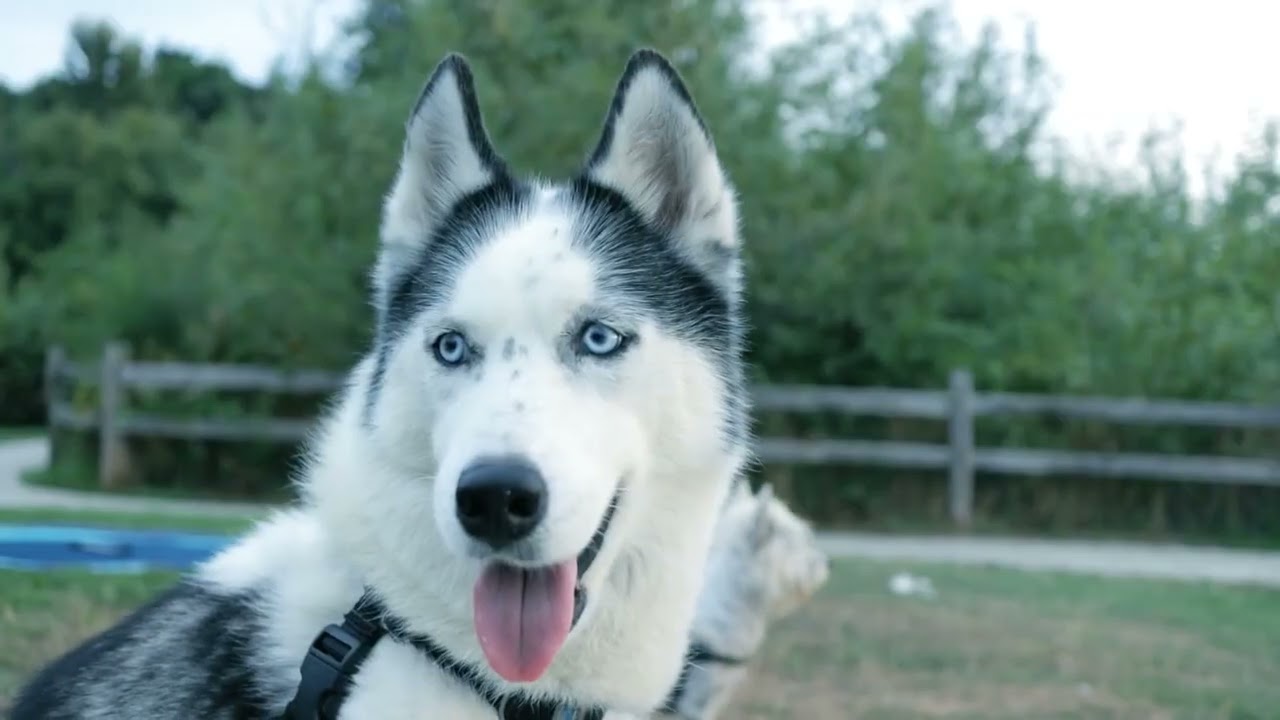 Adorable! Dogs with Tongues Sticking out